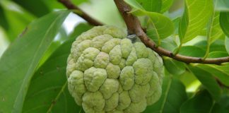 Annona