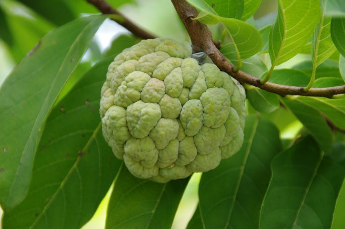 annona Annona