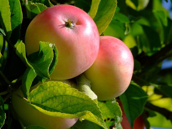 apple Apple