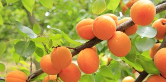 Apricot