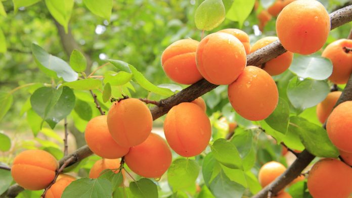 apricot Apricot