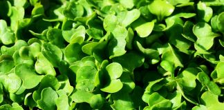 Arugula