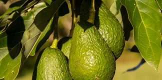 Avocado
