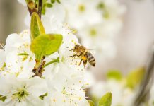 bee pollen virtues