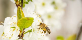 bee pollen virtues