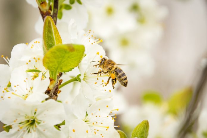 bee pollen virtues bee pollen virtues