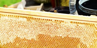 bee propolis against aging