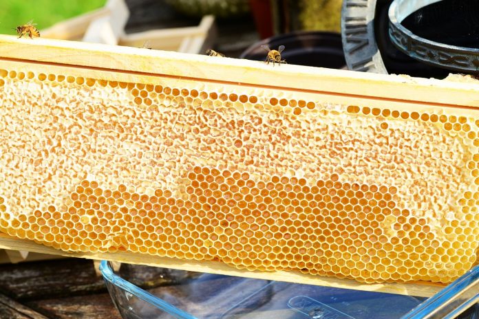 bee propolis against aging bee propolis against aging