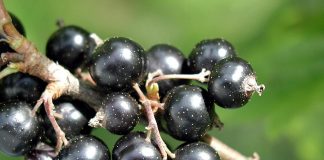Blackcurrant