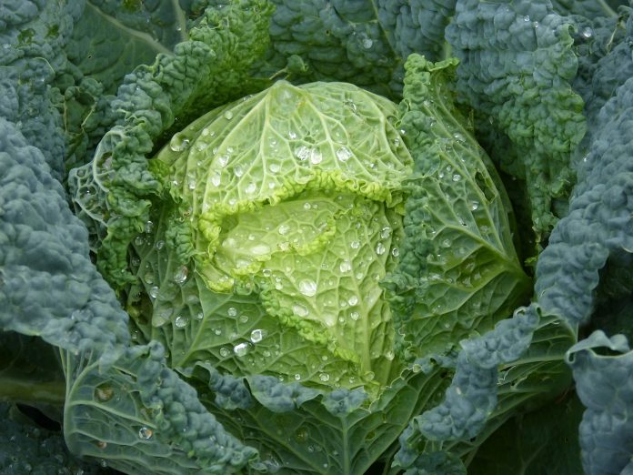 cabbage Cabbage