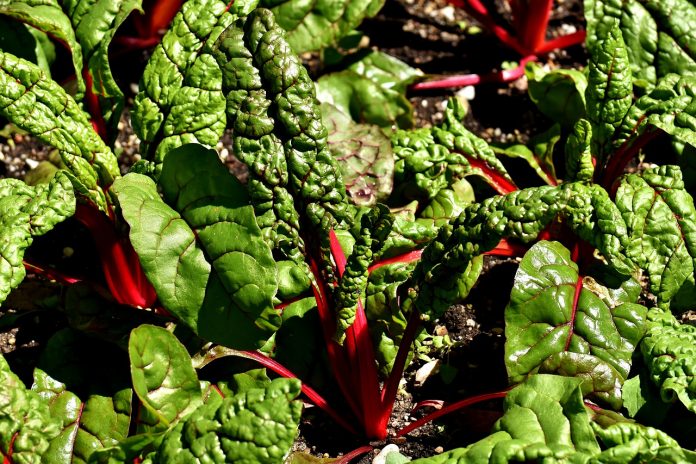 chard Chard
