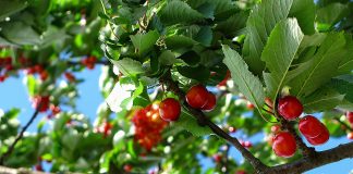 Cherry
