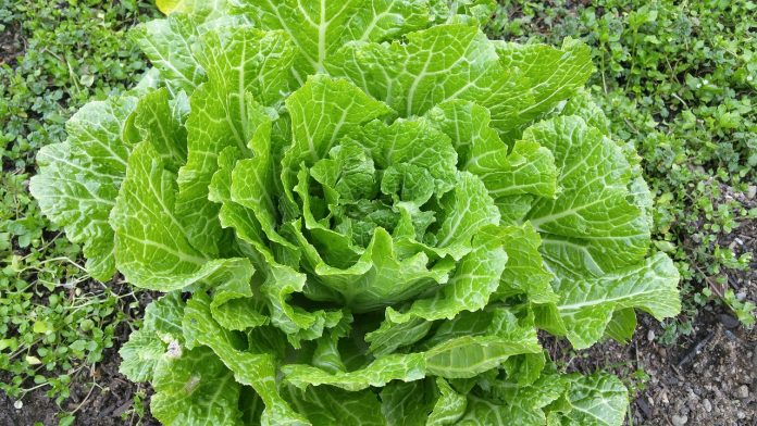 chinese cabbage