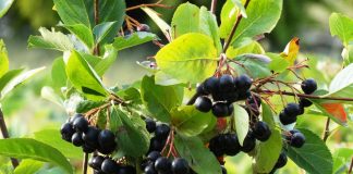 Chokeberry