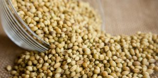 Coriander
