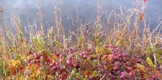 Cranberry