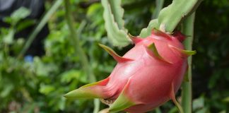 Dragon fruit