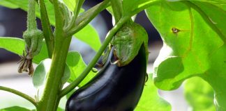 Eggplant