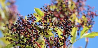 Elderberry