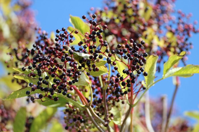elderberry Elderberry