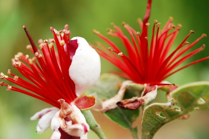 feijoa Feijoa