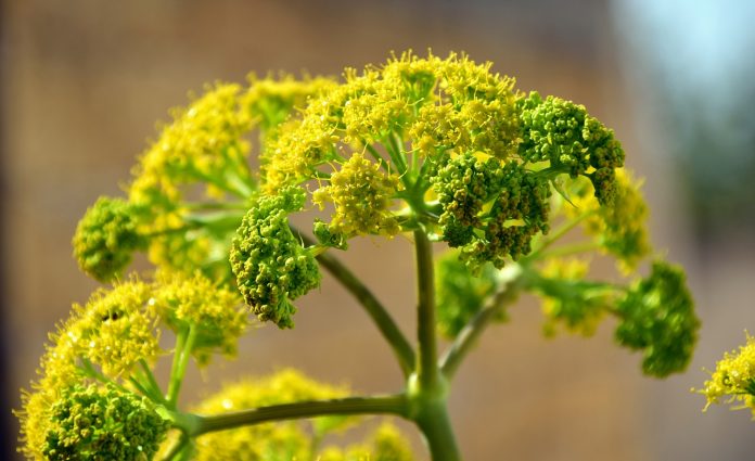 fennel Fennel