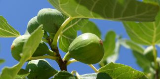Fig