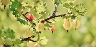 Gooseberry