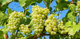 Grape