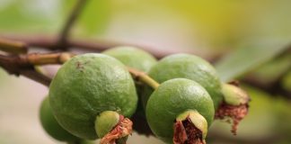 Guava