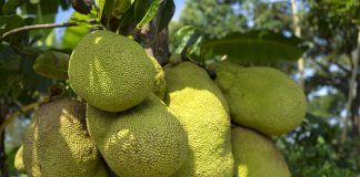 Jackfruit