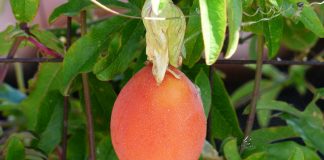 Japanese Medlar