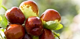 Jujube