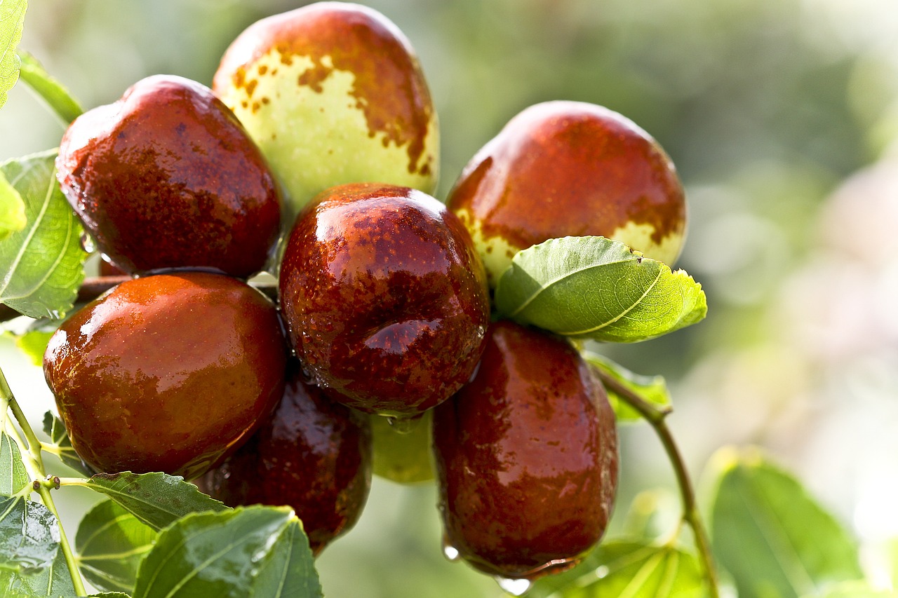 The jujube is a fruit tree once very common in the Mediterranean region. 