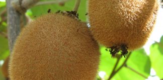 Kiwi