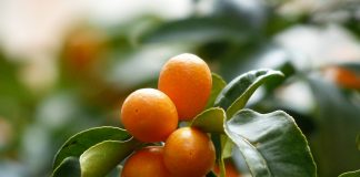 Kumquat
