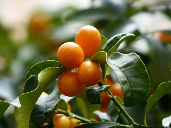 kumquat Kumquat