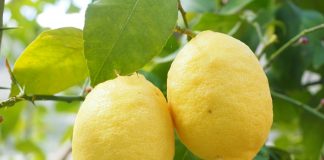Lemon