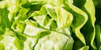 Lettuce