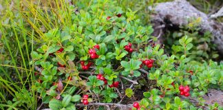 Lingonberry