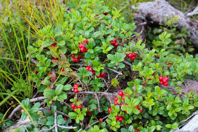 lingonberry Lingonberry