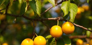 Mirabelle plum