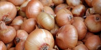 Onion