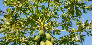 Papaya