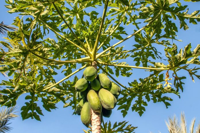 papaya Papaya