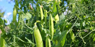 Pea