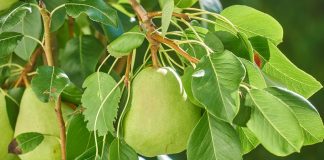 Pear