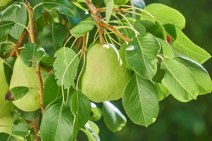 pear Pear