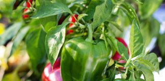 Pepper