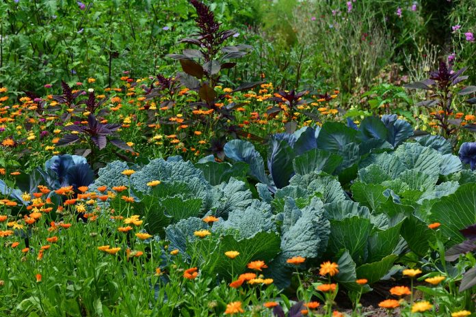 permaculture principles permaculture principles